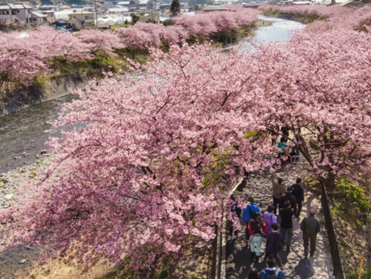 【早春おすすめ】河津桜まつり＆みなみ桜と菜の花まつり　1泊2食付きバイキング